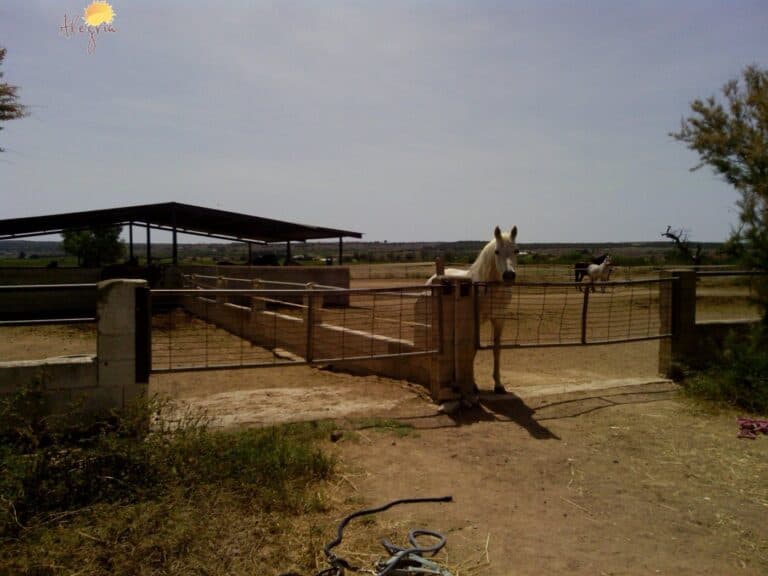 Hacienda for sale in Elche